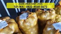 WA : 0822-4568-0672, Agen Jeruk Baby Tangerang