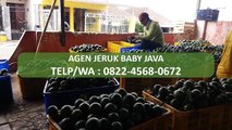 WA : 0822-4568-0672, Agen Jeruk Baby Bogor
