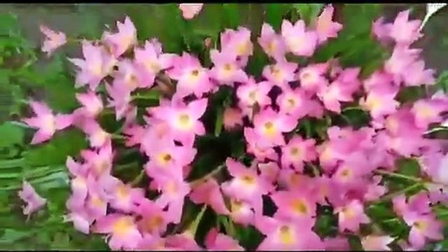 How to grow Rain Lily beautiful flowers for natural decorations?? Best tips to take care of these beautiful flowers