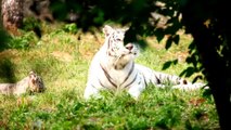 White tigers, similar to all Bengal tigers, live in the wild in parts of Asia, including India