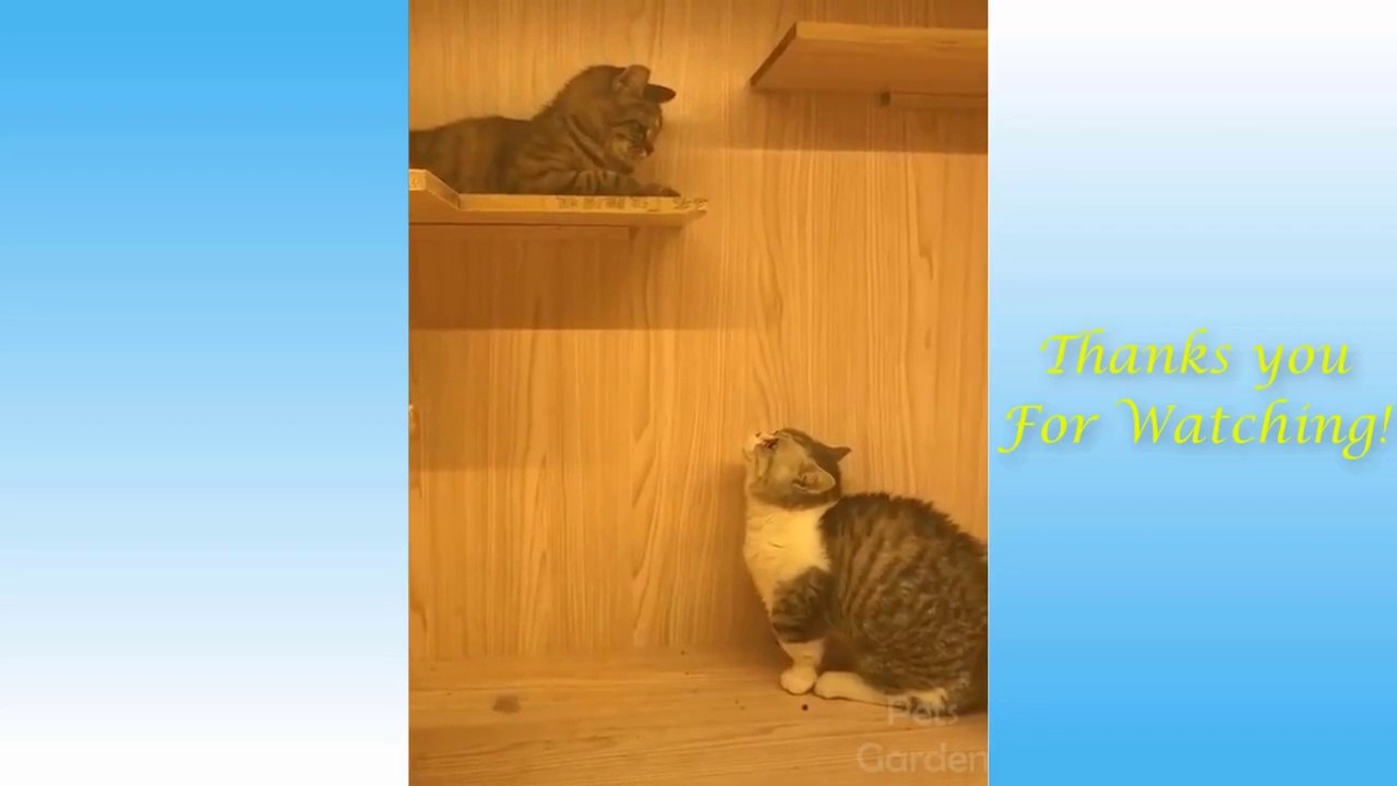 Cute Pets And Funny Animals #Compilation
