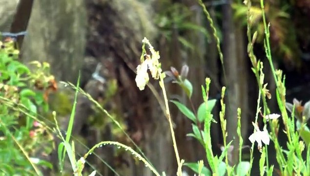 LES OBSERVATIONS DE MICHOU64 W-D.D. - 2 JUILLET 2020 - PAU - SUIVEZ MOI AU PARC BEAUMONT CE JEUDI APRÈS MIDI