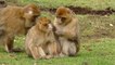 Amazing Funny Monkey Compilation Videos Daily Life Of Monkeys
