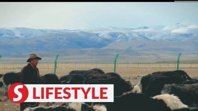 Beating poverty in Tibet: Pu Tsering's New Ranch