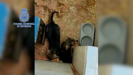 Download Video: La Policía desmantela un criadero ilegal de perros