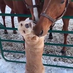 Adorable : ce chien se lie d'amitié avec des chevaux