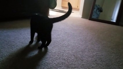 Ce chat et ce lapin sont de grands amis