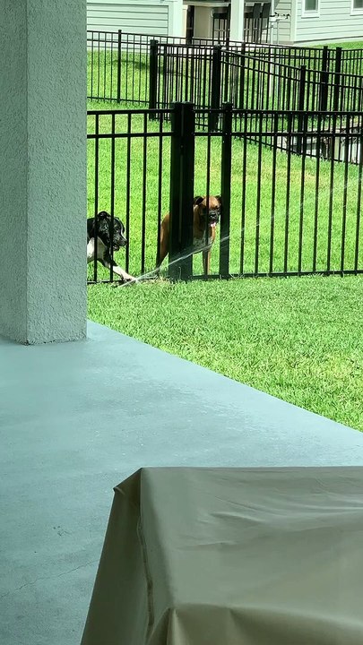 Fence Can't Stop Sprinkler Fun