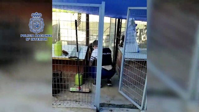 La policía desmantela un criadero ilegal de perros y rescata 17 cachorros