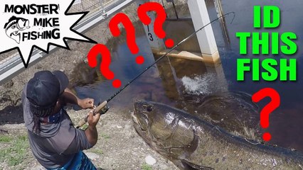 Discover the Different Types of Catfish: A Guide to Freshwater Fishing 🎣