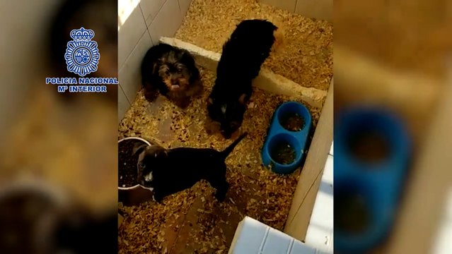 La policía desmantela un criadero ilegal de perros y rescata 17 cachorros