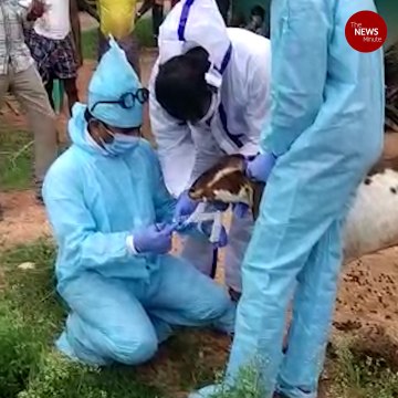 Samples of 10 goats tested for coronavirus in Karnataka return negative