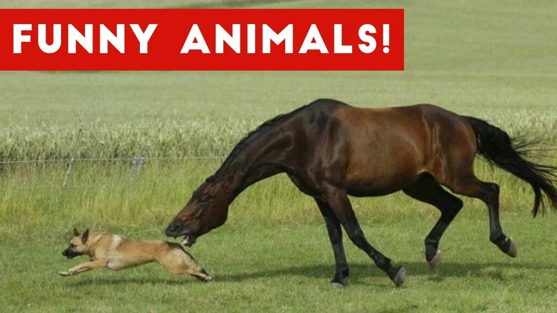 ⁣Funniest Pet & Animal Clips, Bloopers & Moments Caught On Tape Weekly Compilation _ Funny Pe