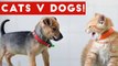 Funniest Cat Vs Dog Video Compilation December 2016 _ Funny Pet Videos