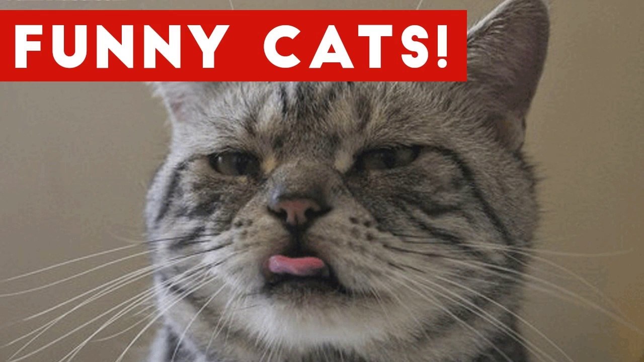 Funny Cat Videos Compilation 2017 _ Funny Pet Videos