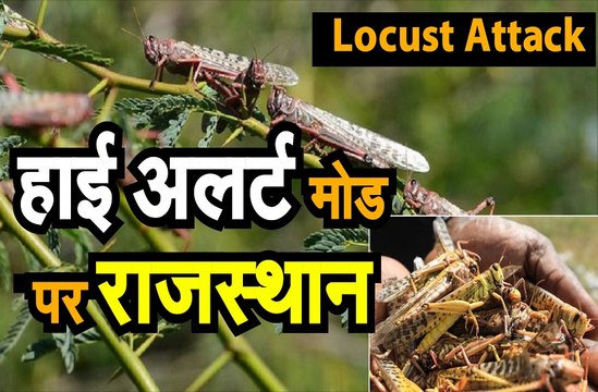 फिर हो सकता है टिड्डी दल का हमला
