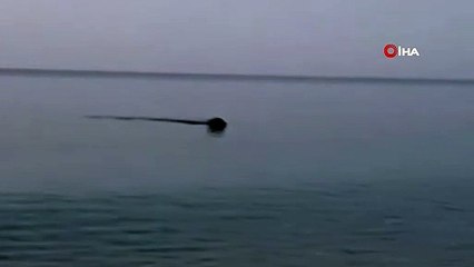 Sahilleri atıkla dolan Antalya'da bir köpeğin denizdeki çöp poşetini alıp kıyıya çıkarttığı anlar...