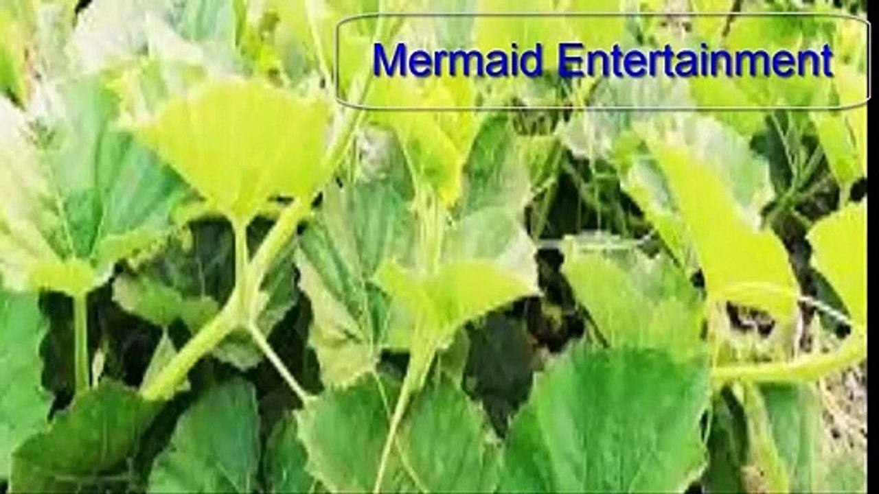 Pumpkin leaves মিষ্টি কুমড়া শাকের উপকারিতা ,কুমড়ো শাক রান্না,Pumpkin leaves bengali recipe,Pumpkin leaves , মিষ্টি কুমড়া শাকের উপকারিতা , How to cook Pumpkin leaves
