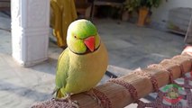 Talking Indian Ringneck Parrot Making Cute Noises