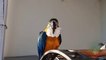 Beautiful Macaw, African Grey, Alexandrine and Ringneck Parrot