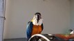 Beautiful Macaw, African Grey, Alexandrine and Ringneck Parrot