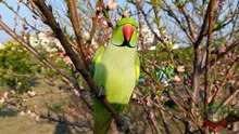 Super Tame Talking Ringneck Parrot