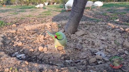 Natural Parrot Sounds with Chickens, Geese and Guinea Fowls