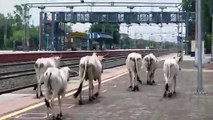 मक्सी रेलवे स्टेशन पर मवेशी राज, प्लेटफार्म पर करते है विचरण