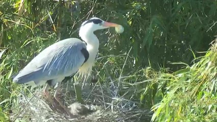 '생명이 태어나고 자라고'...신비로운 울산 태화강 철새공원 / YTN