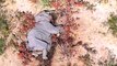 Botswana investigating deaths of hundreds of elephants