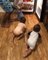 Dad Faces A Tough Time Keeping Toddler Triplets Away From Fridge