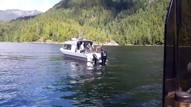 Regardez ce que fait ce phoque pour échapper à une orque