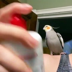 Toujours bien secouer son perroquet avant utilisation