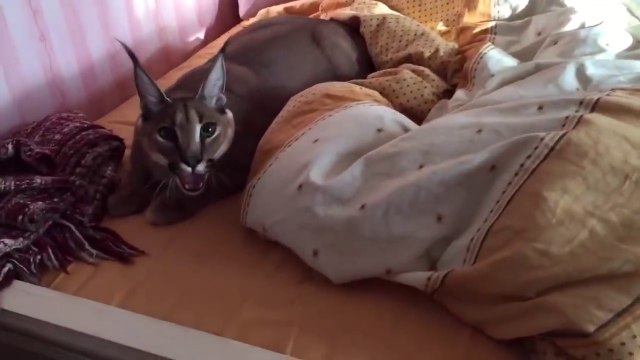 Ce russe vit avec un félin impressionnant : caracal de compagnie