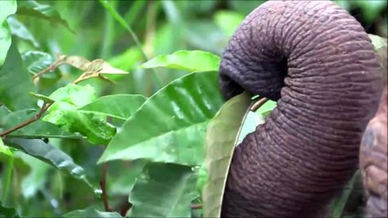 BABY ELEPHANTS SAVE BY VERY KIND PEOPLE