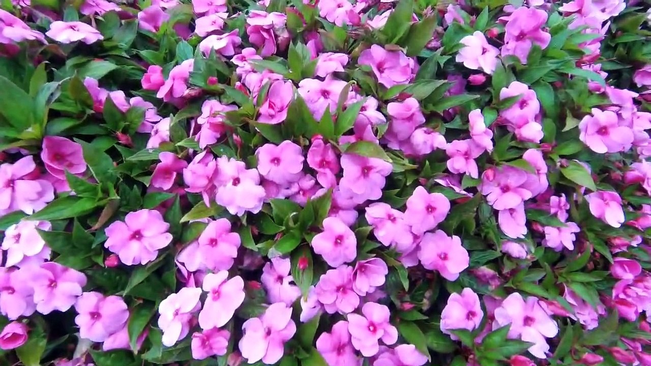 Khám phá du lịch Vườn Hoa Đà Lạt (Dalat Flower Garden)
