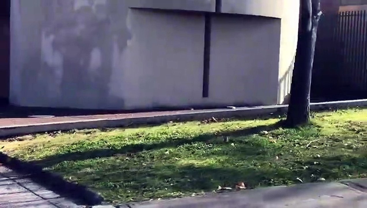 Graban puma al interior de condominio en Lo Barnechea, 05 de Julio 2020