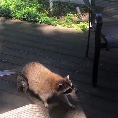 Raccoon Tries to Take Cell Phone