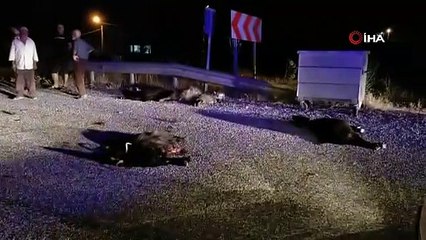 Otomobilin altında kalan kuzusu için gözyaşlarına boğuldu