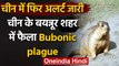 Bubonic plague :Coronavirus के बाद चीन में फिर अलर्ट,बयन्‍नूर में फैली खतरनाक बीमारी |वनइंडिया हिंदी