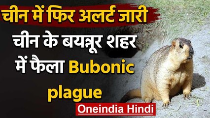 Bubonic plague :Coronavirus के बाद चीन में फिर अलर्ट,बयन्‍नूर में फैली खतरनाक बीमारी |वनइंडिया हिंदी