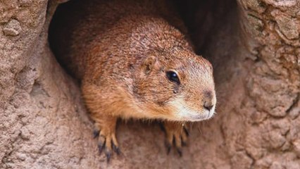 Bubonic plague சீனாவில் அடுத்த தொற்றுநோய்? மக்களுக்கு எச்சரிக்கை