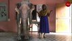 Elephants, cows in class: Kerala school uses augmented reality in online lessons