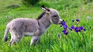 Cute Baby Donkeys Compilation - Donkeys Baby Funny Videos