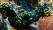 Most Amazing Sea Creatures - Under Water Creatures Videos Compilation #1
