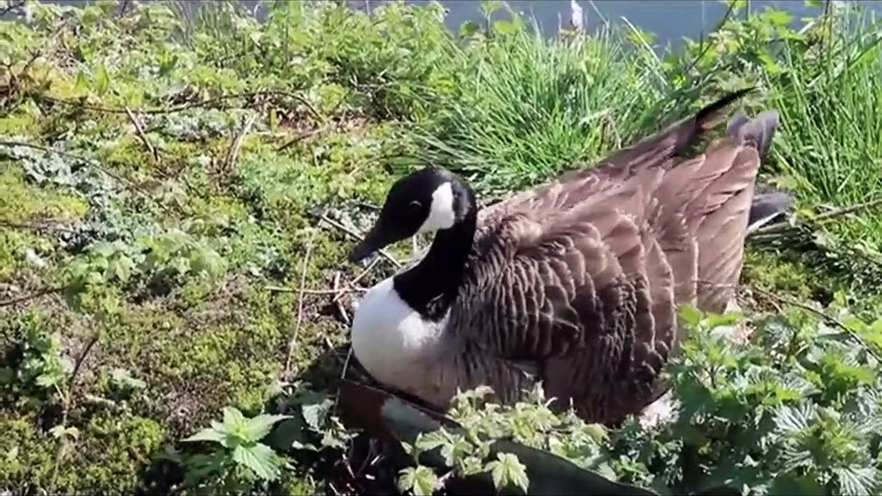 Goose