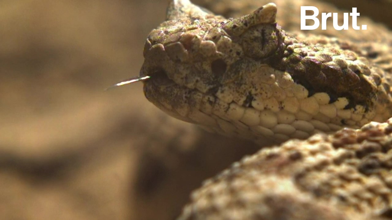 What to do if you encounter a snake