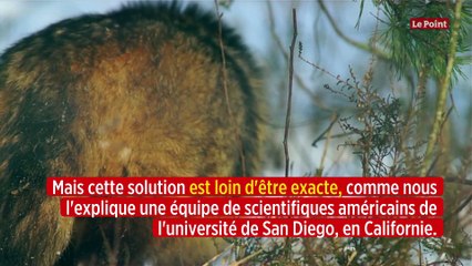 L'âge humain de votre chien n'est peut-être pas celui que vous pensiez