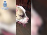 Detenido un individuo por maltrato animal tras golpear a su perro en la vía pública