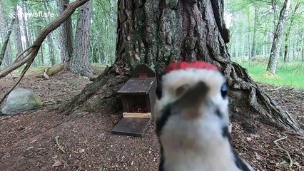 Curious woodpecker chick frantically pecks at camera in Scotland